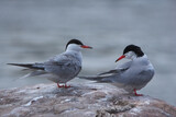 Fototapeta  - Common terns