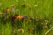 Opadłe żółte liści na zielonej trawie
