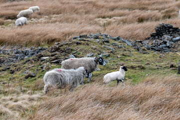 Sheep and lamb grazing in long grass