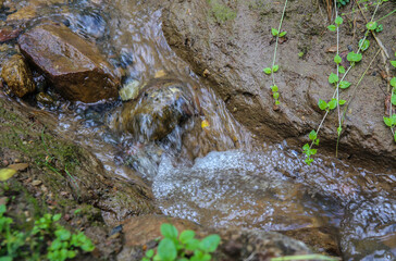 Wall Mural - stream in a summer forest