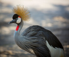View Of A Grey Crowned Crane