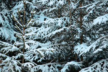 Wall Mural - Snow on green tree branches in forest in winter