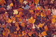 Scattered colorful red, orange and yellow fall maple leaves background. Colors of gold autumn. Seasonal decoration concept.