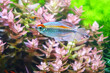 Aquarium fish : Congo tetra fish (Phenacogrammus interruptus)