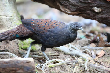 Sticker - Mountain peacock-pheasant (Polyplectron inopinatum) male in Malaysia