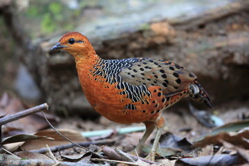 Sticker - Ferruginous Partridge (Caloperdix oculeus) in Malaysia