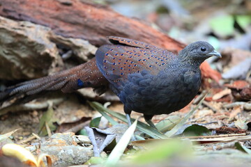 Sticker - Mountain peacock-pheasant (Polyplectron inopinatum) male in Malaysia