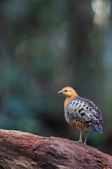 Canvas Print - Ferruginous Partridge (Caloperdix oculeus) in Malaysia