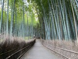 Fototapeta Dziecięca - 嵐山の竹林