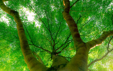 Wall Mural - bottom view of tree trunk to green leaves of big tree in forest with sunlight. fresh environment in 