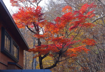 日本栃木県日光市。 山の紅葉。 真っ赤な木々や葉