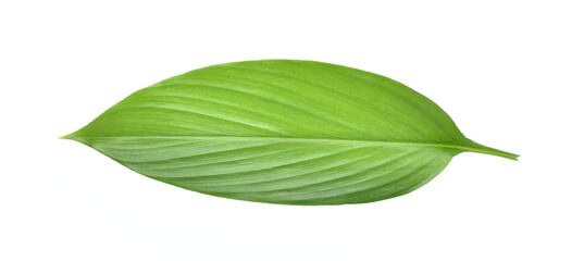 Fresh leaves of turmeric (Curcuma longa) ginger medicinal herbal plant isolated on white background, clipping path included.