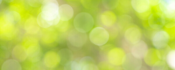 Wall Mural - nature of green leaf bokeh in garden at summer under sunlight. natural bokeh of green leaves plants 