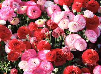 Wall Mural - Ranunculus flowers on flowerbed