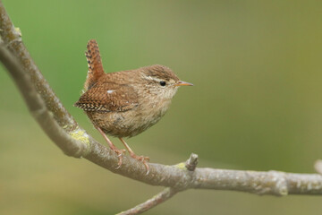 Wall Mural - a cute wren perched on a branch of a tree in springtime.