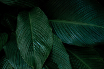  leaves of Spathiphyllum cannifolium, abstract green texture, nature background, tropical leaf