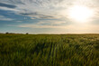 © JaviJfotografo - Sunset in the green wheat fields of the Community of Madrid. Spain