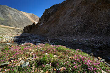 Wall Mural - Summer Arctic landscape. View of the rocks and hills. Blooming flowers on a rocky bank of a mountain stream. In the distance, along a mountain road, a combination bus is driving. Chukotka, Russia.