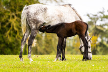 A Mare Is Nursing And Feeding Her Foal
