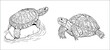 Land turtle and water turtle. Reptiles in nature. Vector drawing.	