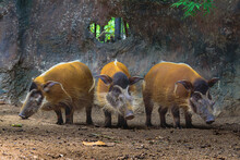 Red River Hogs Will Live Show In The Forest Zoo.
