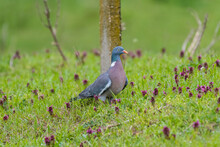 Columba Palumbus - Porumbel Gulerat - Common Wood Pigeon