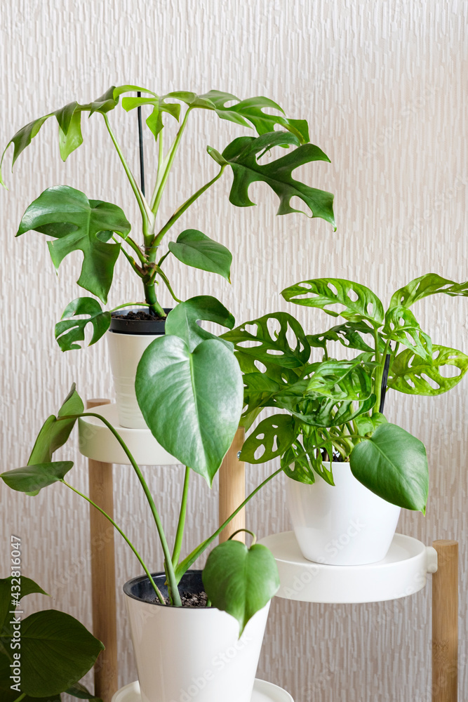 Three types of monstera plants: Minima, Deliciosa and Adansonii in white  flower pots Stock Photo | Adobe Stock