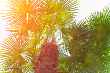 Wall Mural - Palm tree and shining sun over bright sky background. selective focus summer