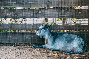 A gray goat lies on the ground and looks sad