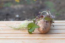 Sweet Potato With New Roots And Leaves On Wooden Background