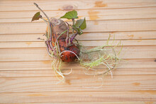 Sweet Potato With New Roots And Leaves On Wooden Background. Growing Like A Decorative Plant Concept