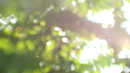 Wall Mural - Nature green bokeh sunshine abstract blurred background