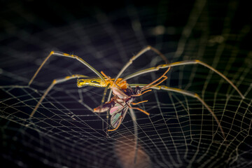 spider on a web