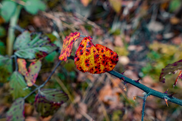 Poster - Selective focus shot of autumn leaves on a branch in the forest