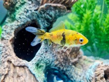 Yellow Fish In Aquarium
