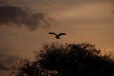 Fototapeta Na sufit - birds in the sunset