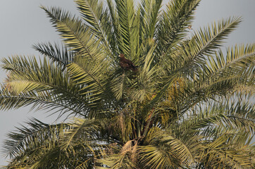  Greater spotted eagle resting on a tree, Bahrain