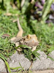 Wall Mural - Bearded Dragon in the Grass