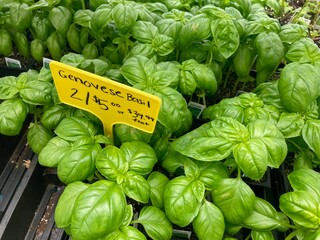 Wall Mural - fresh Genovese basil  in the market