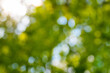 © Christian Horz - abstract blurred nature background, defocused lush green foliage against blue sky and golden sunlight