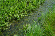 Wasser eines kleinen Bachs / Gewässers fließet  zwischen dichten grünen Wasserpflanzen hindurch