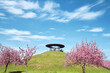 Pink sakura around Fliegeberg hill in Liliental park, South Berlin. A hill for flying, famous in history of aviation. Unredognizable people on top of the hill. Blue sky with clouds.