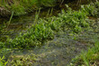 Ein kleiner Bach mit verschiedenen grünen Wasserpflanzen schlängelt sich zwischen zwei Ufern hindurch