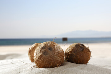 Wall Mural - Summer background of coconuts and sea ladnscape 