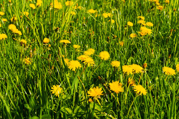 Wall Mural - Bright yellow flowers bloom in the morning on the meadow