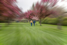 Couple Walking In The Park Amongst The Cherry Blossoms In Spring.  Zoom Burst Effect.