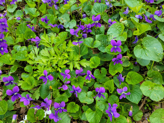 Close up of purple wild violets ground cover with weeds