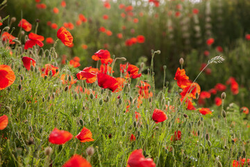 Red beautiful wild poppies in a fields in summer time