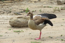 Egyptian Goose Stretching