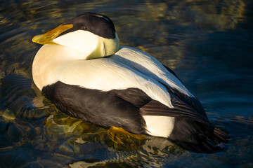 Wall Mural - Incredibly beautiful eider duck, part of a resident colony that has adapted to the fresh water ecosystem of the Upper Zurich Lake (Obersee), Switzerland